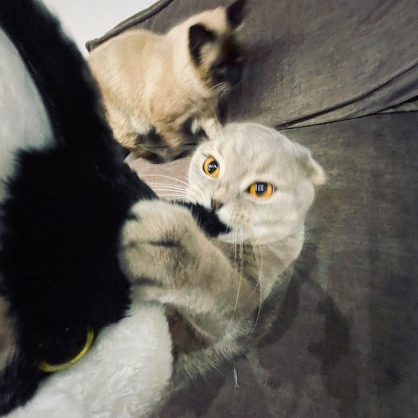 Mr. Scratchless™ – Cat Fighting Glove with Plush Puppet