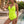 Ruched Halter V-Neck Tankini Top and Fitted Swim Bottoms Set for Women – Stylish & Flattering Beachwear